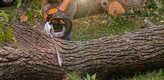 Best Lawn Watering Services  in Tiffin, IA